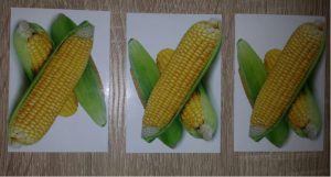 189 cartes de 63 fruits et legumes